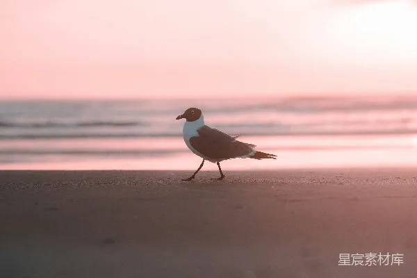 高清摄影 黄昏海滩上的海鸥
