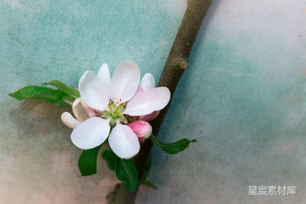 高清摄影 春日花枝上的粉白花朵