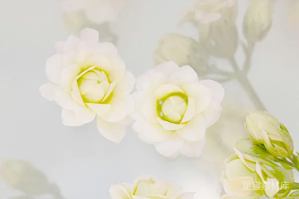高清摄影 纯白花朵的静谧之美