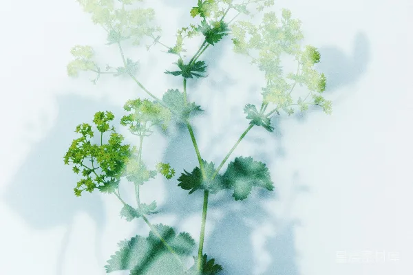 高清摄影 光影中的绿色植物