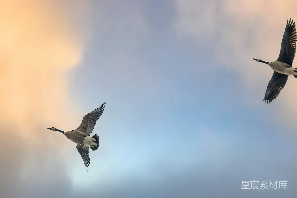 高清摄影 天空中的双雁剪影