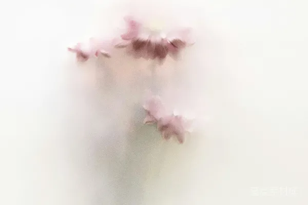 高清摄影 朦胧的花朵