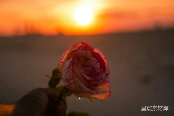 高清摄影 夕阳下的玫瑰