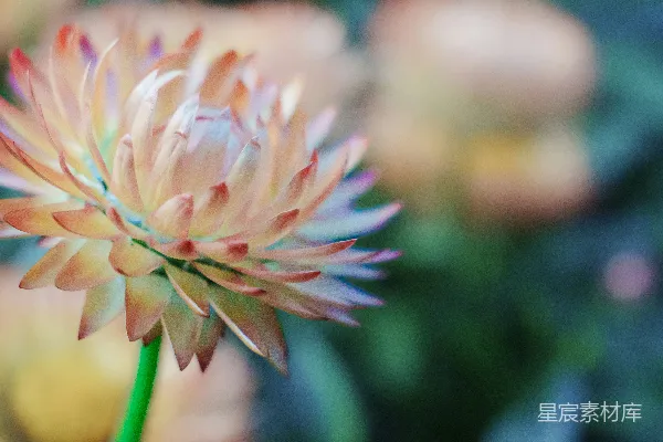 高清摄影 粉嫩渐变的花朵特写