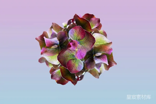 高清摄影 渐变色的绣球花