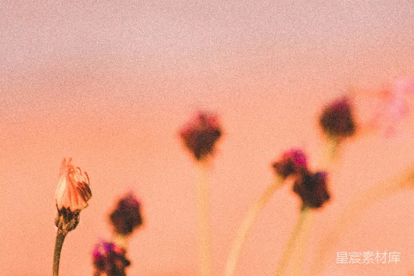 高清摄影 夕阳下的枯花