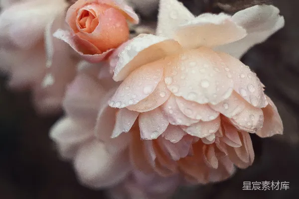 高清摄影 雨后初晴的粉玫瑰