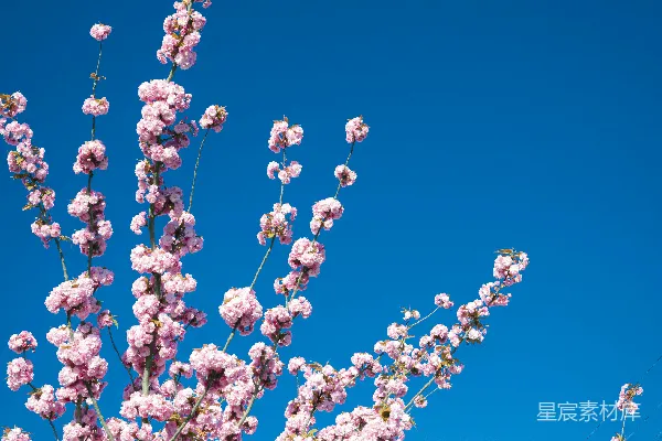 高清摄影 春天的樱花树