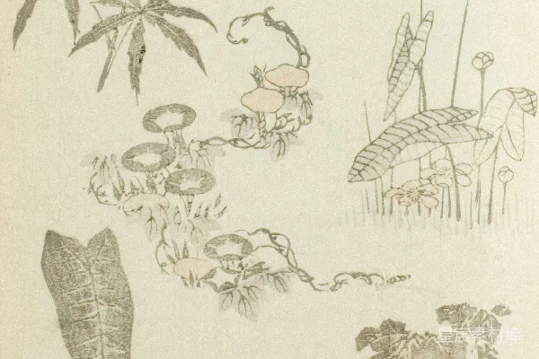 高清摄影 传统植物插画集