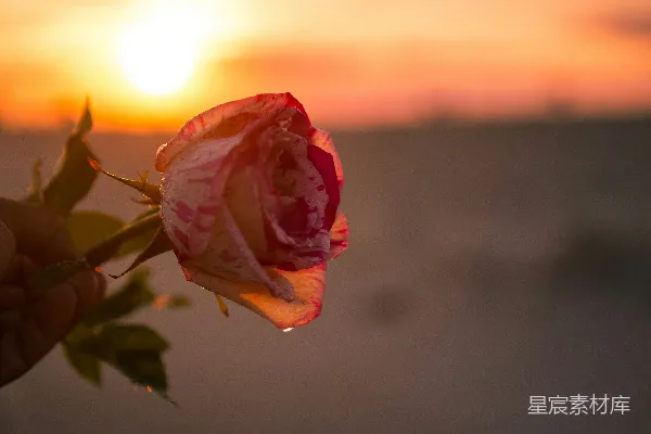 高清摄影 夕阳下的玫瑰