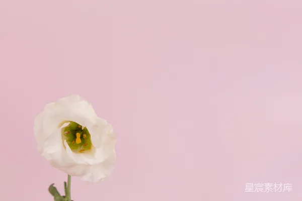 高清摄影 粉色背景下的白色花朵