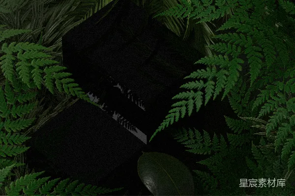 高清摄影 暗夜中的植物与书籍