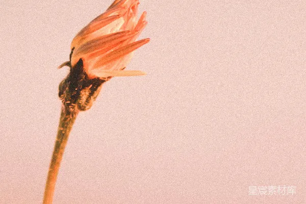 高清摄影 夕阳下的枯萎花朵