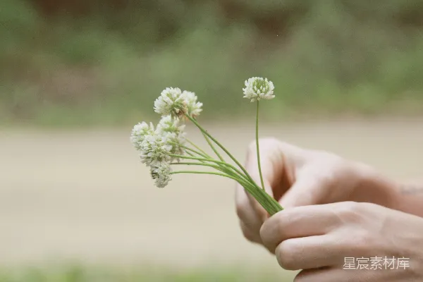 高清摄影 手捧白花的温柔时光