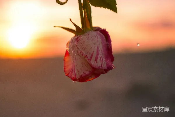 高清摄影 夕阳下的玫瑰