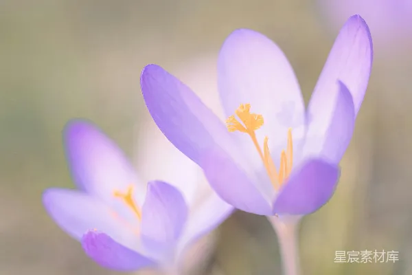 高清摄影 紫色番红花的柔和春日