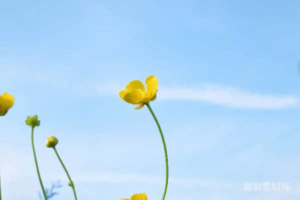 高清摄影 蓝天下的黄花