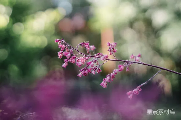 高清摄影 粉红花朵与朦胧背景