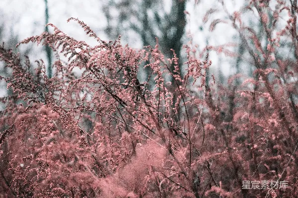 高清摄影 粉红色的植物