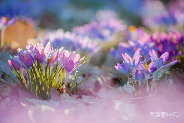 高清摄影 阳光下的紫色番红花