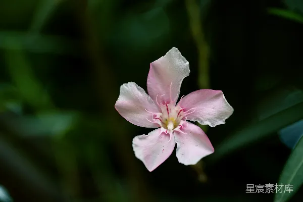 高清摄影 粉红色的花朵特写