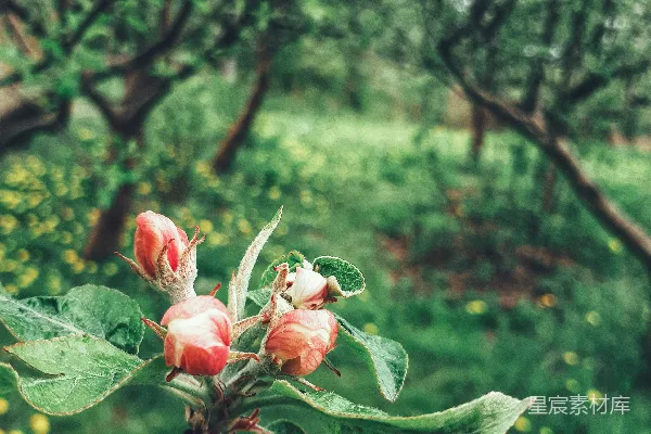 高清摄影 雨后花园的粉色花苞