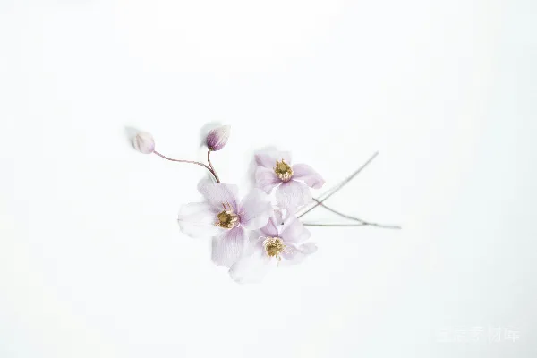 高清摄影 紫色花朵的静谧之美