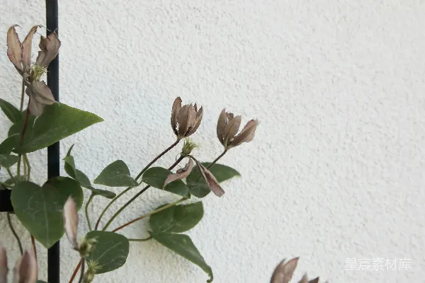 高清摄影 垂死的花朵与墙