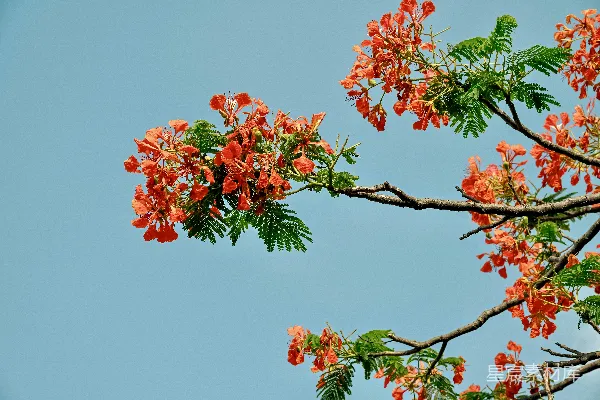 高清摄影 蓝天下的火焰树