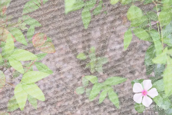 高清摄影 霜降后的小花与绿叶