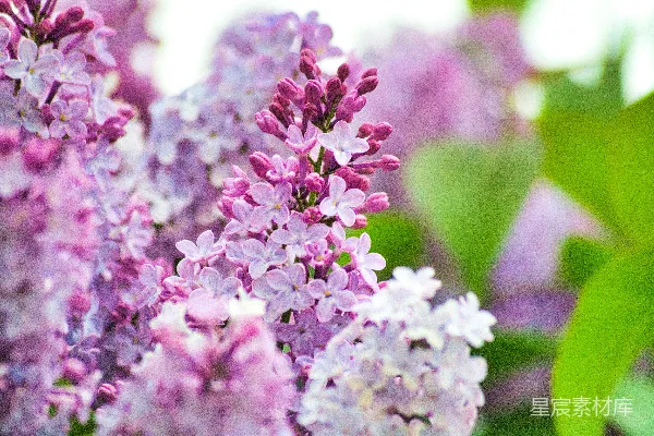 高清摄影 紫色丁香花的温柔绽放