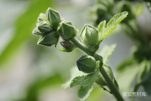 高清摄影 初夏绿意盎然的花蕾