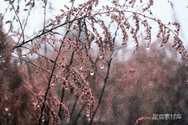 高清摄影 冬日晨露