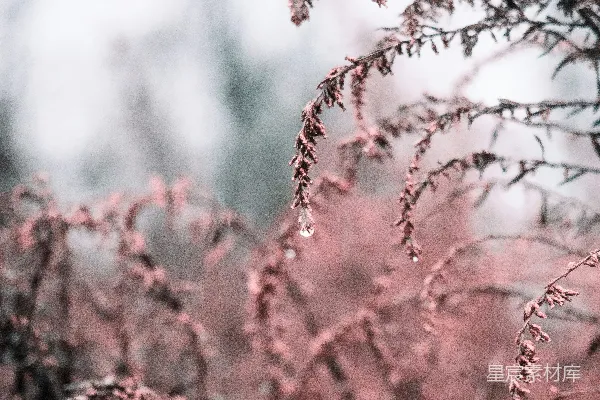 高清摄影 雨后枝头的晶莹露珠