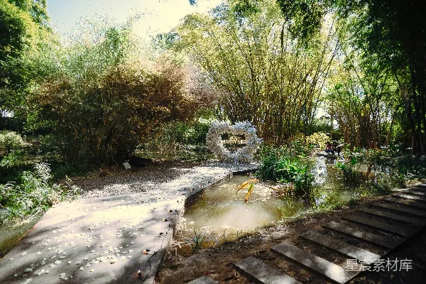 高清摄影 竹林中的浪漫求婚场景