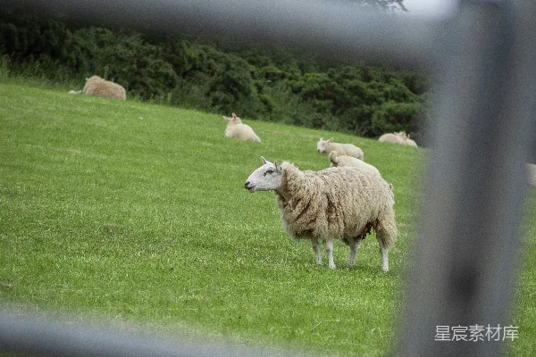 高清摄影 雾中的羊群