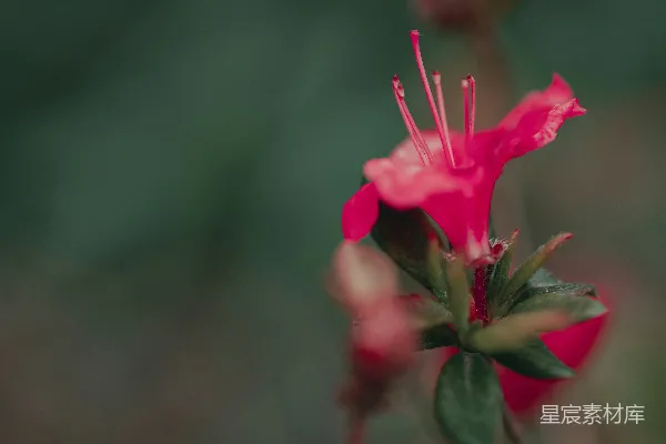 高清摄影 粉红色花朵的细腻特写