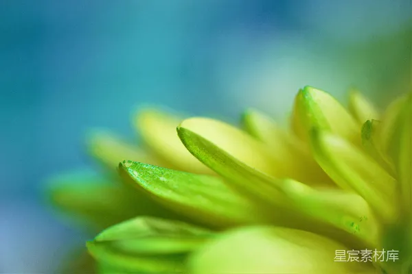 高清摄影 微距中的绿色花朵