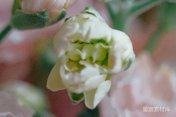高清摄影 花朵特写：柔和的粉白色花瓣与绿色花蕾