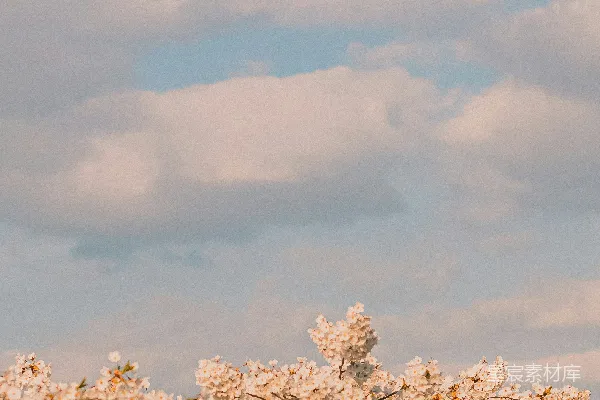 高清摄影 春天的樱花与蓝天