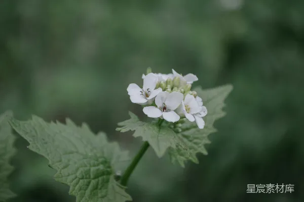 高清摄影 清新自然的白色小花