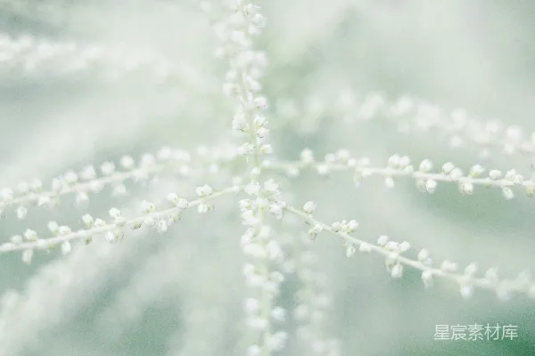 高清摄影 柔和的白色植物