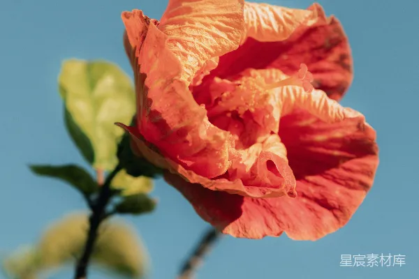 高清摄影 夕阳下的芙蓉花