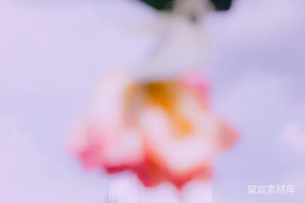 高清摄影 云中的蝴蝶与花影