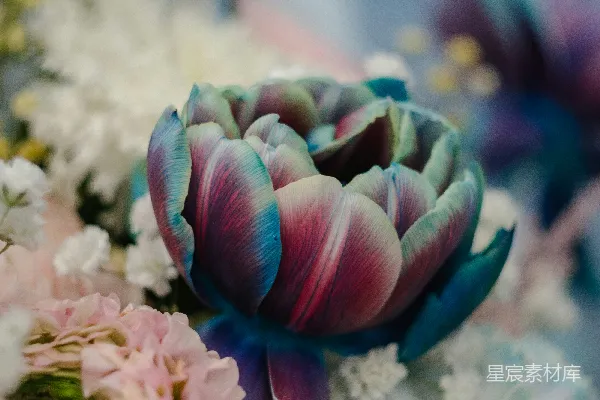 高清摄影 梦幻色彩的郁金香