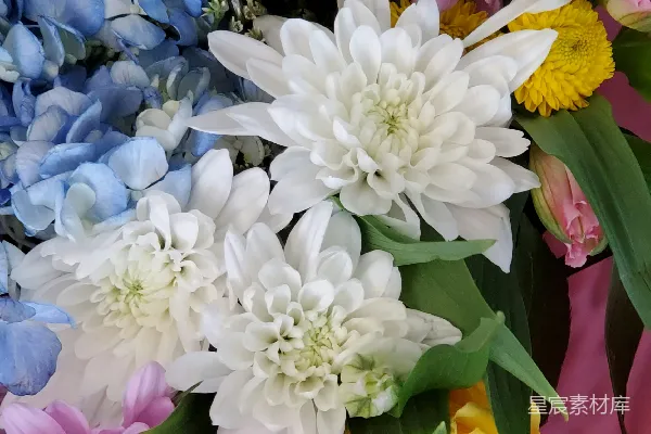 高清摄影 缤纷花束：多彩花卉的视觉盛宴