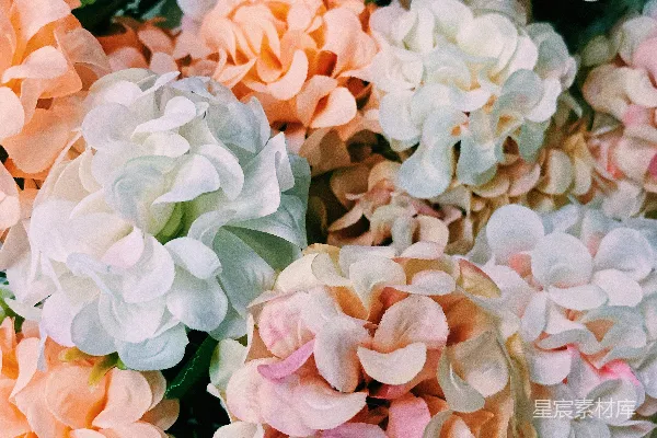 高清摄影 柔和的花朵