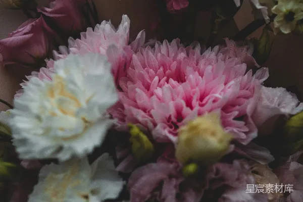 高清摄影 优雅花束
