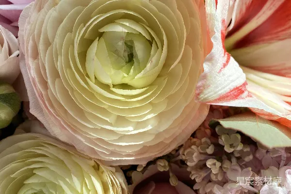 高清摄影 优雅花束特写：精致花瓣与自然美