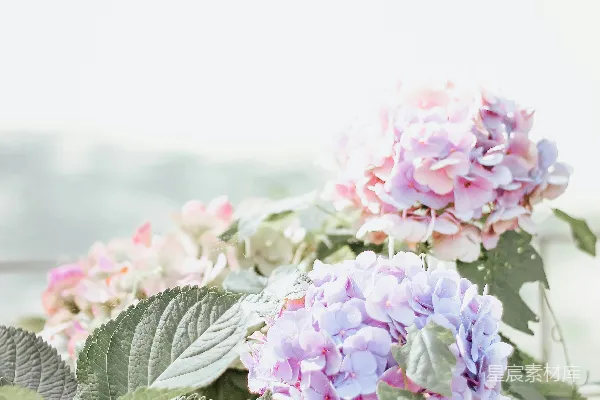高清摄影 夏日花园中的绣球花